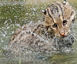 CAT in WATER